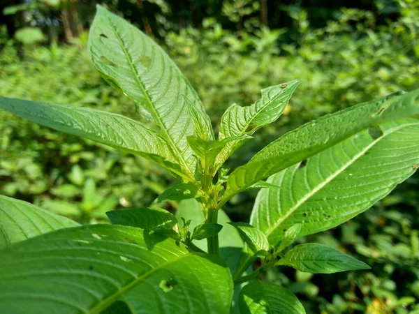 具有自然背景的绿叶 Fissendocarpa Linifolia Ludwigia Linifolia Ludwigia Hyssopifolia — 图库照片