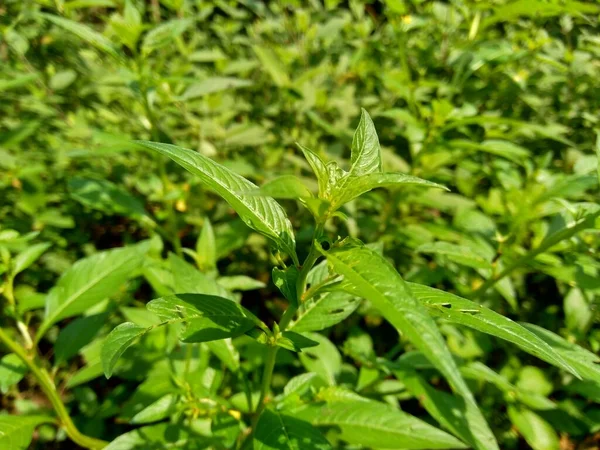 Zamknij Zielone Jussiaea Linifolia Fissendocarpa Linifolia Ludwigia Linifolia Ludwigia Hyssopifolia — Zdjęcie stockowe