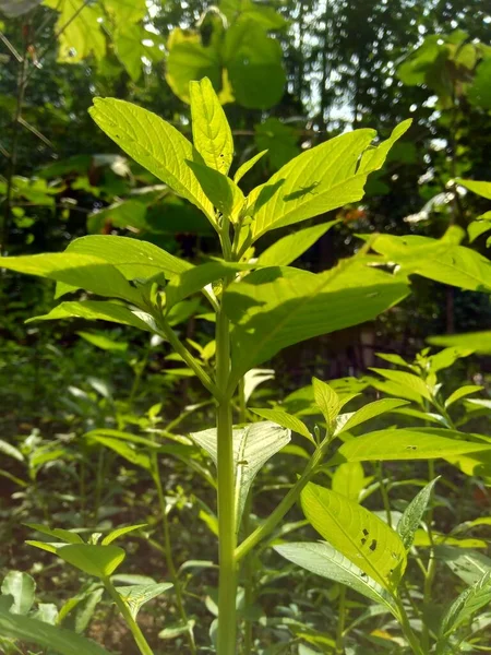 Крупный План Зеленый Jussiaea Linifolia Fissendocarpa Linifolia Ludwigia Linifolia Ludwigia — стоковое фото