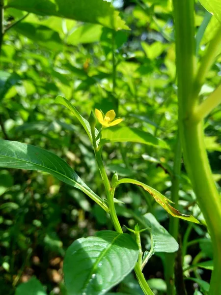 Fechar Verde Jussiaea Linifolia Fissendocarpa Linifolia Ludwigia Linifolia Ludwigia Hyssopifolia — Fotografia de Stock