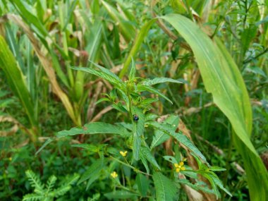 Doğal arka plana sahip yeşil Jussiaea linifolia (Fissendocarpa linifolia, Ludwigia linifolia, Ludwigia hyssopifolia) 'yı kapat.