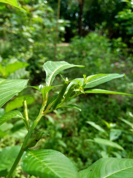 具有自然背景的绿叶 Fissendocarpa Linifolia Ludwigia Linifolia Ludwigia Hyssopifolia — 图库照片