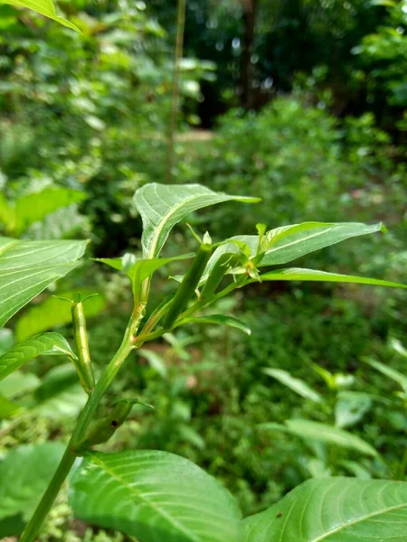 Primer Plano Verde Jussiaea Linifolia Fissendocarpa Linifolia Ludwigia Linifolia Ludwigia — Foto de Stock