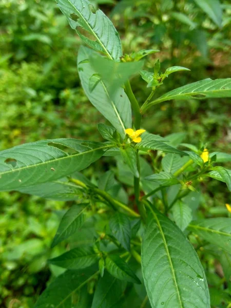 Jussiaea Linifolia Verde Fissendocarpa Linifolia Ludwigia Linifolia Ludwigia Hyssopifolia Fundal — Fotografie, imagine de stoc