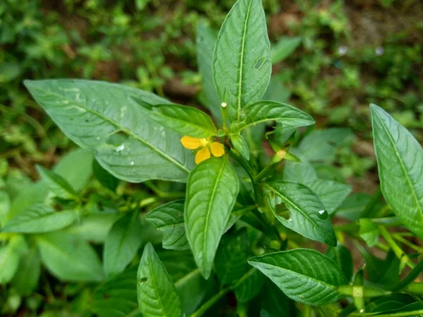 Tutup Hijau Jussiaea Linifolia Fissendocarpa Linifolia Ludwigia Linifolia Ludwigia Hyssopifolia — Stok Foto