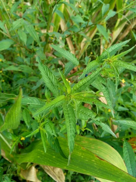 Jussiaea Linifolia Verde Fissendocarpa Linifolia Ludwigia Linifolia Ludwigia Hyssopifolia Fundal — Fotografie, imagine de stoc