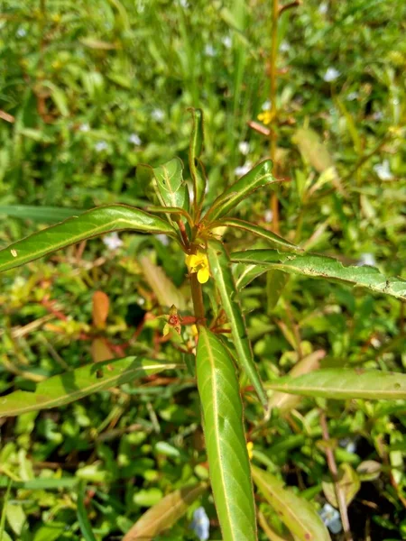 Zamknij Zielone Jussiaea Linifolia Fissendocarpa Linifolia Ludwigia Linifolia Ludwigia Hyssopifolia — Zdjęcie stockowe