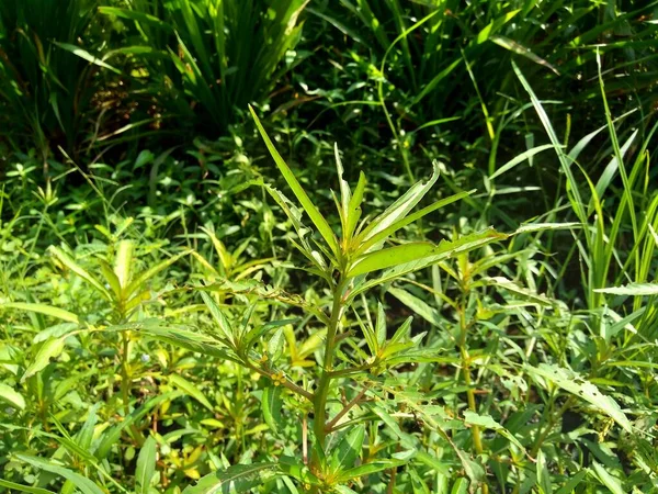 Zamknij Zielone Jussiaea Linifolia Fissendocarpa Linifolia Ludwigia Linifolia Ludwigia Hyssopifolia — Zdjęcie stockowe