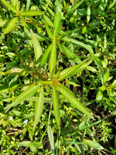 Zamknij Zielone Jussiaea Linifolia Fissendocarpa Linifolia Ludwigia Linifolia Ludwigia Hyssopifolia — Zdjęcie stockowe