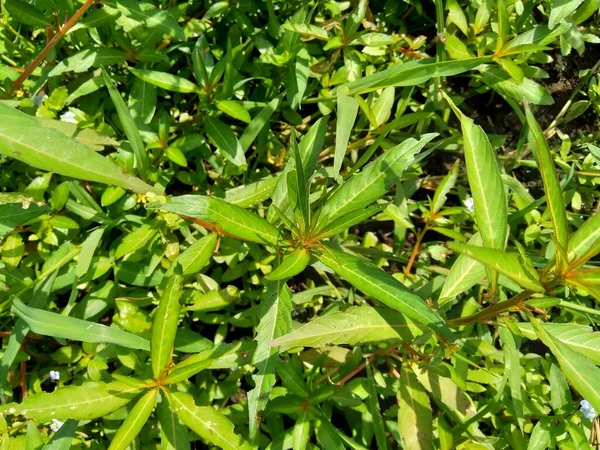 緑のユシアイア リニフォリア Fissendocpa Linifolia Ludwigia Linifolia Ludwigia Hyssofifolia を自然を背景に閉じます — ストック写真