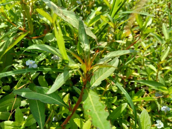 Zamknij Zielone Jussiaea Linifolia Fissendocarpa Linifolia Ludwigia Linifolia Ludwigia Hyssopifolia — Zdjęcie stockowe