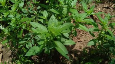 Doğal arka plana sahip yeşil Jussiaea linifolia (Fissendocarpa linifolia, Ludwigia linifolia, Ludwigia hyssopifolia) 'yı kapat.