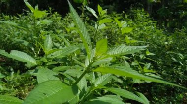 Doğal arka plana sahip yeşil Jussiaea linifolia (Fissendocarpa linifolia, Ludwigia linifolia, Ludwigia hyssopifolia) 'yı kapat.