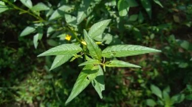 Doğal arka plana sahip yeşil Jussiaea linifolia (Fissendocarpa linifolia, Ludwigia linifolia, Ludwigia hyssopifolia) 'yı kapat.