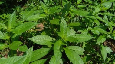 Doğal arka plana sahip yeşil Jussiaea linifolia (Fissendocarpa linifolia, Ludwigia linifolia, Ludwigia hyssopifolia) 'yı kapat.