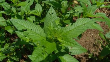 Doğal arka plana sahip yeşil Jussiaea linifolia (Fissendocarpa linifolia, Ludwigia linifolia, Ludwigia hyssopifolia) 'yı kapat.
