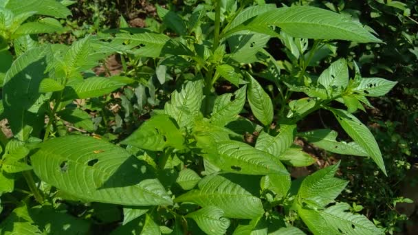 Nahaufnahme Der Grünen Jussiaea Linifolia Fissendocarpa Linifolia Ludwigia Linifolia Ludwigia — Stockvideo