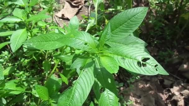 Närbild Grön Jussiaea Linifolia Fissendocarpa Linifolia Ludwigia Linifolia Ludwigia Hyssopifolia — Stockvideo