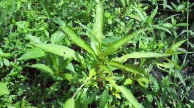 Doğal arka plana sahip yeşil Jussiaea linifolia (Fissendocarpa linifolia, Ludwigia linifolia, Ludwigia hyssopifolia) 'yı kapat.