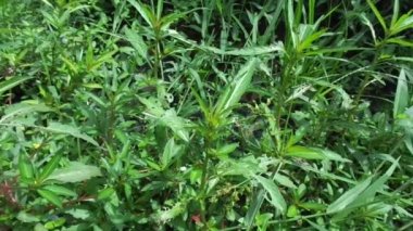 Doğal arka plana sahip yeşil Jussiaea linifolia (Fissendocarpa linifolia, Ludwigia linifolia, Ludwigia hyssopifolia) 'yı kapat.