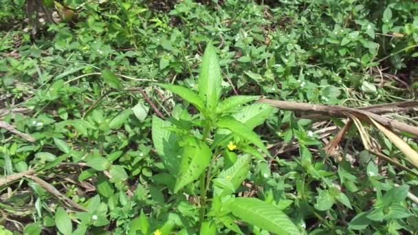 緑のユシアイア リニフォリア Fissendocpa Linifolia Ludwigia Linifolia Ludwigia Hyssofifolia を自然を背景に閉じます — ストック動画