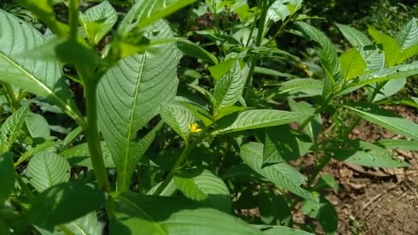 Gros Plan Vert Jussiaea Linifolia Fissendocarpa Linifolia Ludwigia Linifolia Ludwigia — Video