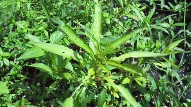 Gros Plan Vert Jussiaea Linifolia Fissendocarpa Linifolia Ludwigia Linifolia Ludwigia — Video