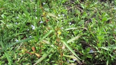 Doğal arka plana sahip yeşil Jussiaea linifolia (Fissendocarpa linifolia, Ludwigia linifolia, Ludwigia hyssopifolia) 'yı kapat.