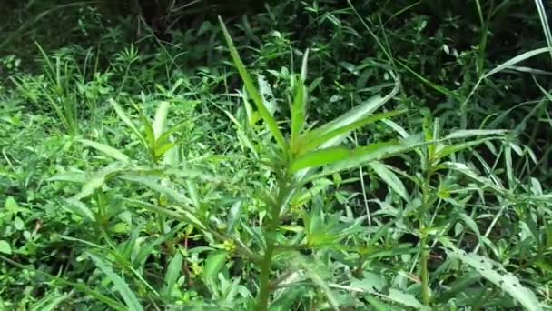 Primer Plano Verde Jussiaea Linifolia Fissendocarpa Linifolia Ludwigia Linifolia Ludwigia — Vídeo de stock