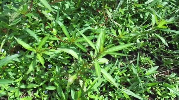 Zamknij Zielone Jussiaea Linifolia Fissendocarpa Linifolia Ludwigia Linifolia Ludwigia Hyssopifolia — Wideo stockowe