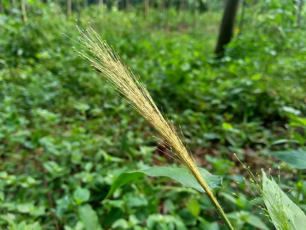 Gros Plan Herbe Verte Avec Fond Naturel — Photo