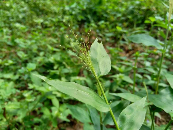 Gros Plan Herbe Verte Avec Fond Naturel — Photo