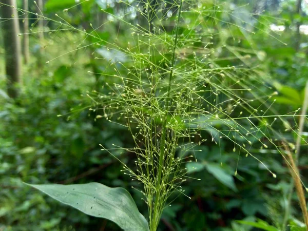 Gros Plan Herbe Verte Avec Fond Naturel — Photo