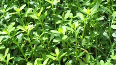 Doğal arkaplanı olan yeşil çimenleri kapat