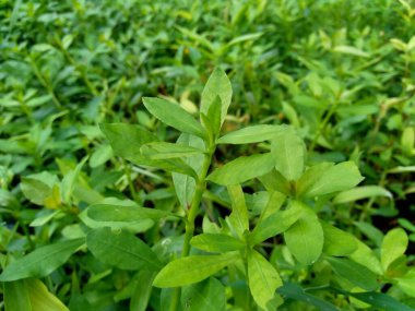 Doğal arkaplanı olan yeşil çimenleri kapat