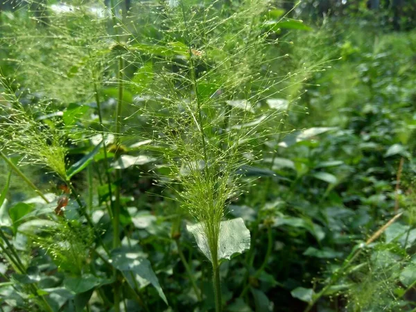 Cerca Hierba Verde Con Fondo Natural —  Fotos de Stock