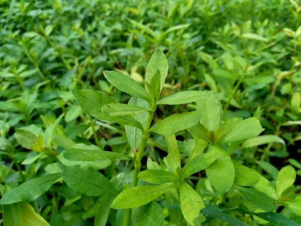 Cerca Hierba Verde Con Fondo Natural — Foto de Stock