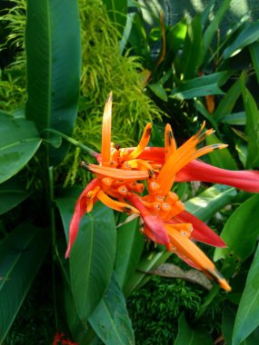Heliconia 'yı kapatın (Heliconiaceae, ıstakoz pençesi, tukan gagası, vahşi plantains, sahte cennet kuşu)