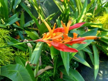 Heliconia 'yı kapatın (Heliconiaceae, ıstakoz pençesi, tukan gagası, vahşi plantains, sahte cennet kuşu)