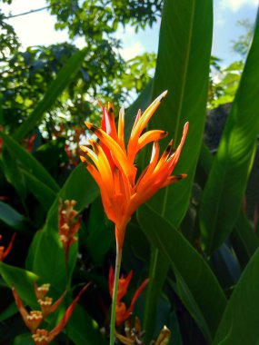 Heliconia 'yı kapatın (Heliconiaceae, ıstakoz pençesi, tukan gagası, vahşi plantains, sahte cennet kuşu)