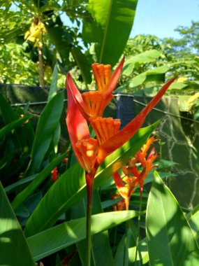Heliconia 'yı kapatın (Heliconiaceae, ıstakoz pençesi, tukan gagası, vahşi plantains, sahte cennet kuşu)
