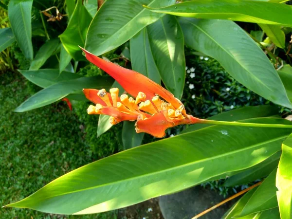 Detail Heliconia Heliconiaceae Humří Drápy Toucan Zobák Plantejny Falešný Pták — Stock fotografie