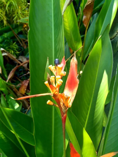 Detail Heliconia Heliconiaceae Humří Drápy Toucan Zobák Plantejny Falešný Pták — Stock fotografie