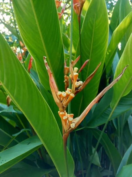 Primo Piano Heliconia Heliconiaceae Aragosta Artigli Becco Tucano Platani Selvatici — Foto Stock