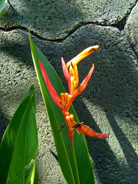 Detail Heliconia Heliconiaceae Humří Drápy Toucan Zobák Plantejny Falešný Pták — Stock fotografie