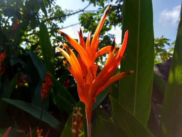 Detail Heliconia Heliconiaceae Humří Drápy Toucan Zobák Plantejny Falešný Pták — Stock fotografie