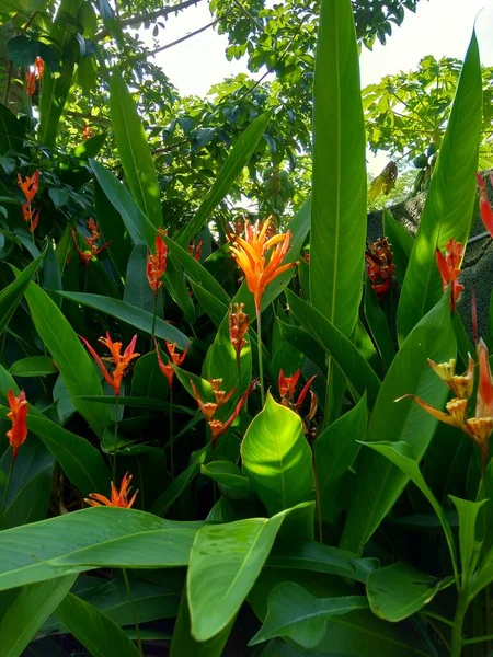 Detail Heliconia Heliconiaceae Humří Drápy Toucan Zobák Plantejny Falešný Pták — Stock fotografie