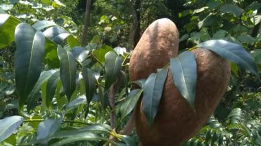 Swietenia mahagoni (mahoni, mauni) çiçeğini yakın plan. Maun, Swietenia cinsinin üç tropikal ahşap türünden oluşan düz taneli, kırmızımsı kahverengi bir kerestedir..