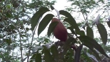 Swietenia mahagoni (mahoni, mauni) çiçeğini yakın plan. Maun, Swietenia cinsinin üç tropikal ahşap türünden oluşan düz taneli, kırmızımsı kahverengi bir kerestedir..