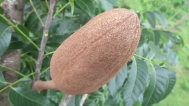 Swietenia mahagoni (mahoni, mauni) çiçeğini yakın plan. Maun, Swietenia cinsinin üç tropikal ahşap türünden oluşan düz taneli, kırmızımsı kahverengi bir kerestedir..